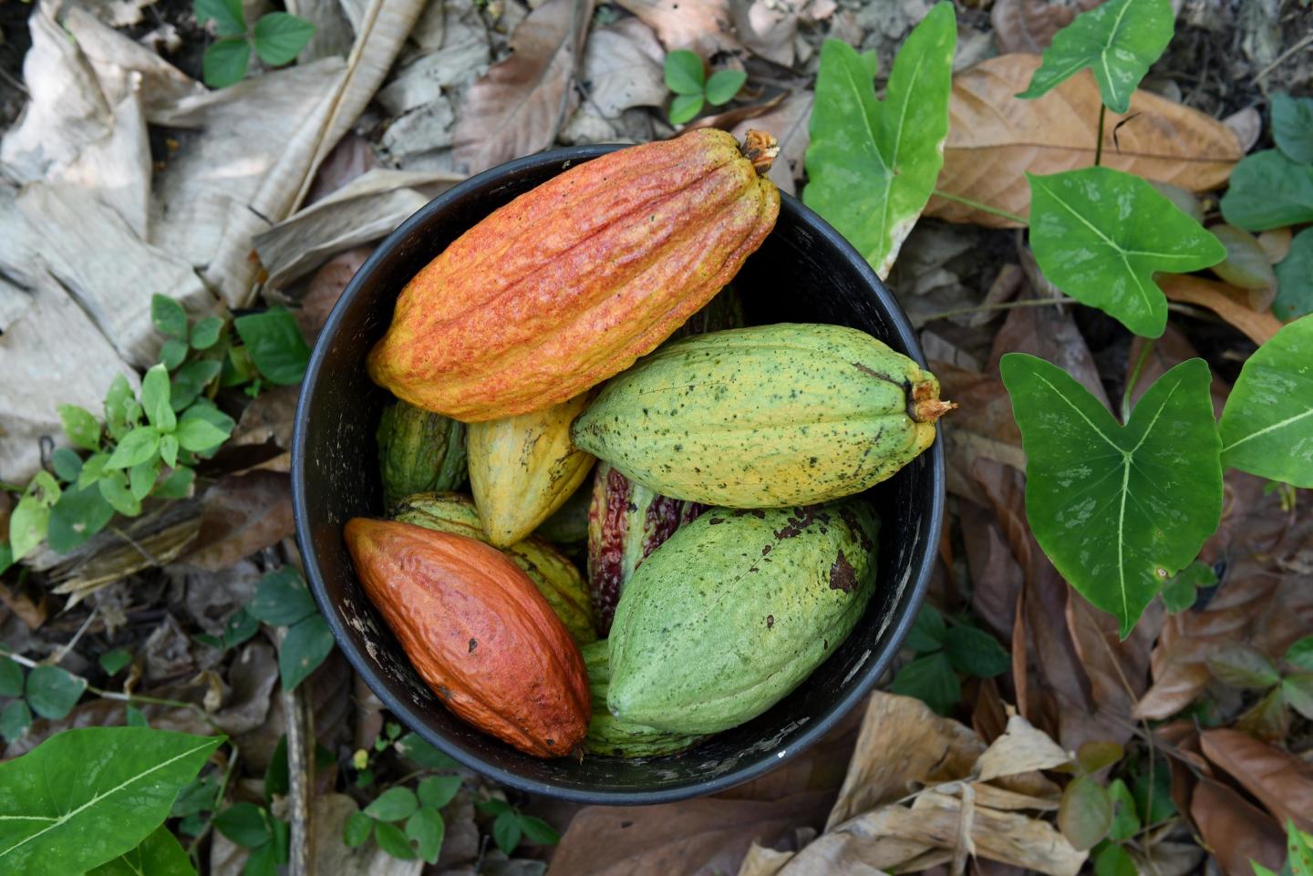 Cacao Colombia