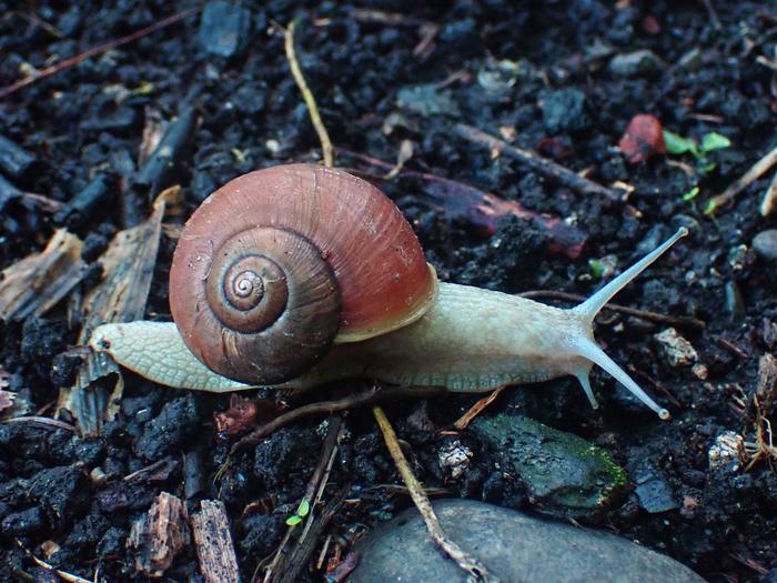 Roadrunner Snail [IMAGE] | EurekAlert! Science News Releases