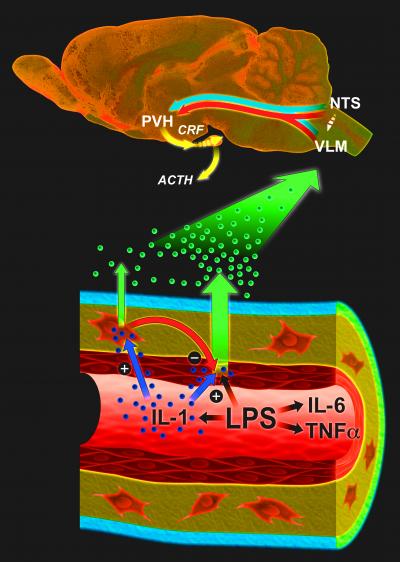 Dual role for immune cells in the brain | EurekAlert!