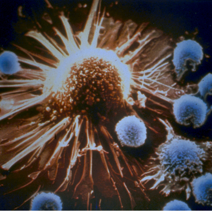 Tumor-specific T cell