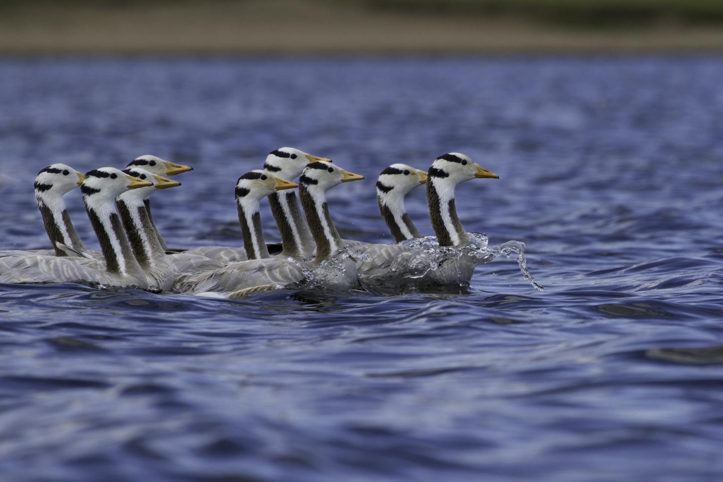 Geese Use 'Roller Coaster' Strategy to Fly Over Himalayas (3 of 12)