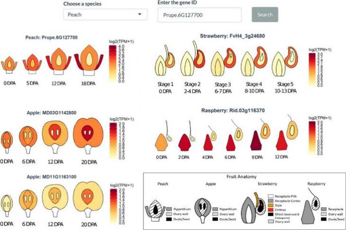 Comparative eFP browser showing the expression patterns of WIP3 in fruit tissues of all four Rosaceae species.