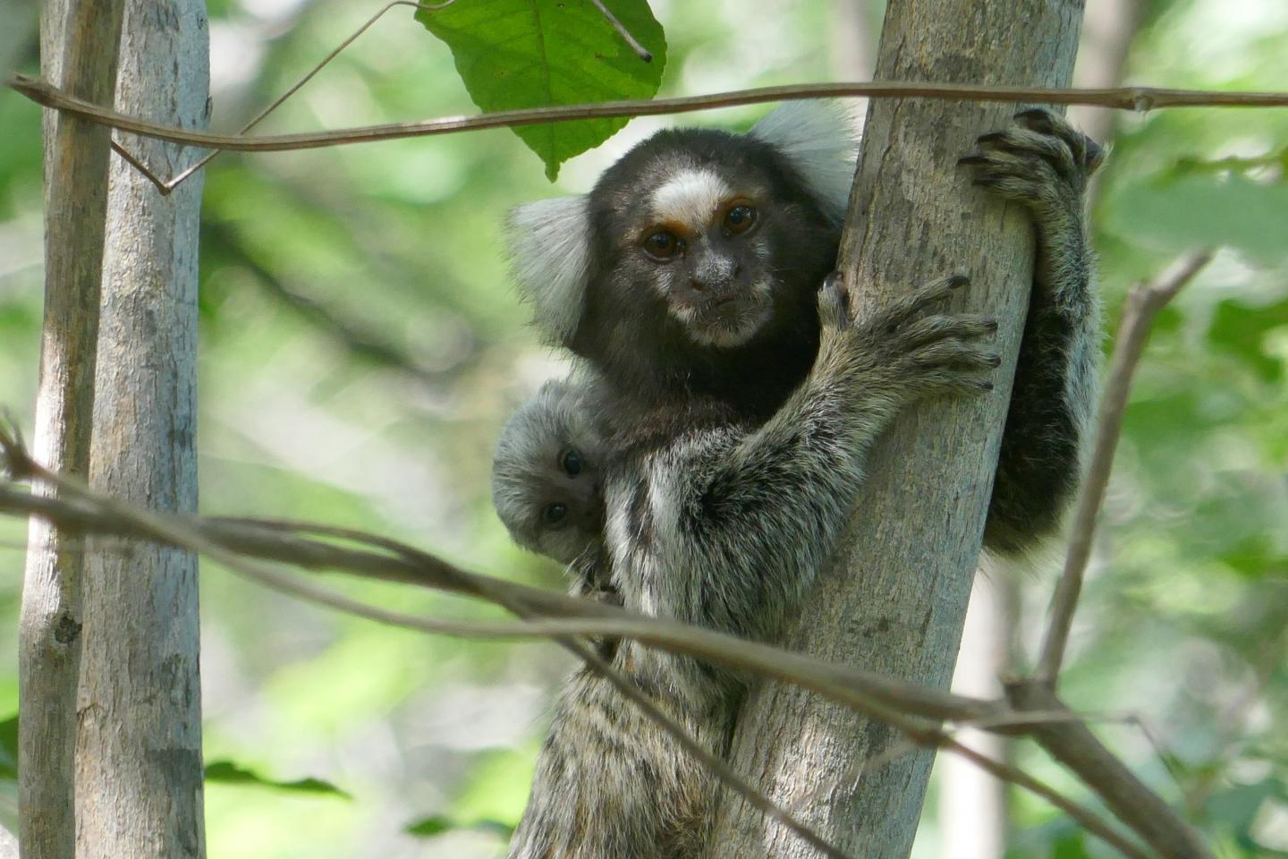 Marmoset monkey