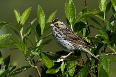 Savannah Sparrow