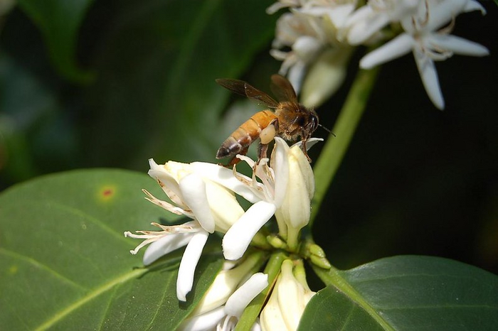 Strategic habitat restoration can generate a win-win for forests and farmers