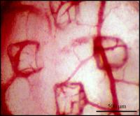 Stamp Directs Pattern of Blood Vessel Growth
