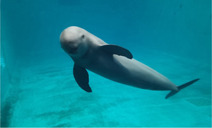 East Asian finless porpoise