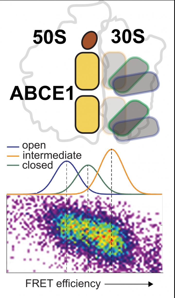 Three Binding Sites of ABCE1