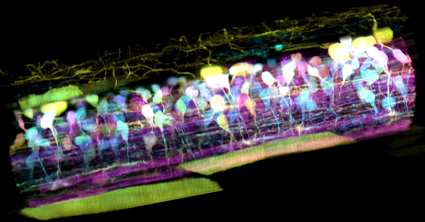 Zebrafish Embryo Spinal Cord