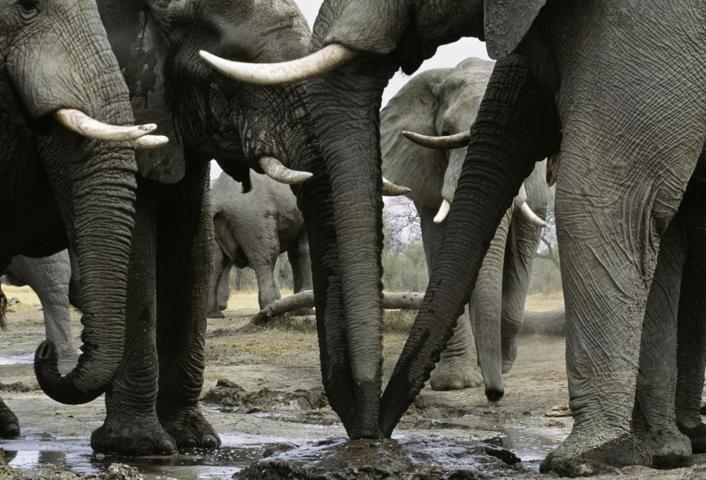 An Estimated 40,000 African Elephants Killed in 2011