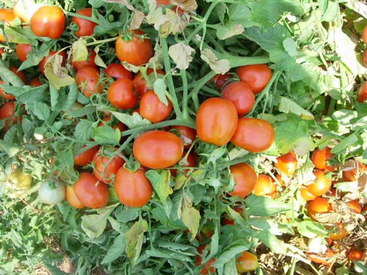 Wild Tomato Species Focus of Antioxidant Study
