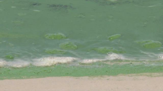 Study Finds Source of Toxic Algal Blooms