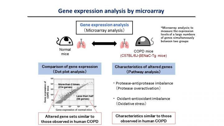 Gene Expression Analysis by DNA Microarray