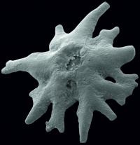 Microscope Image of Juvenile Crinoid Holdfast