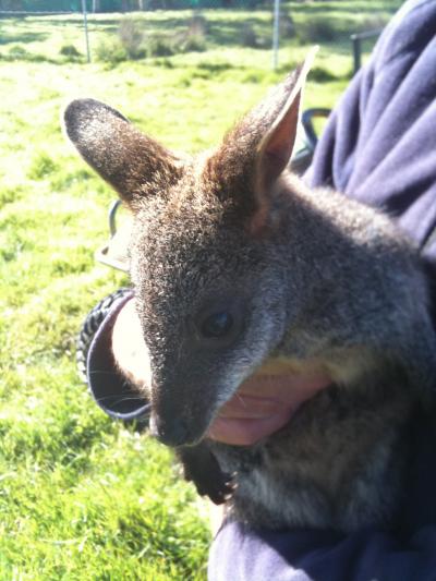 Young Swampy Wallaby at Foot