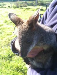 Young Swampy Wallaby at Foot