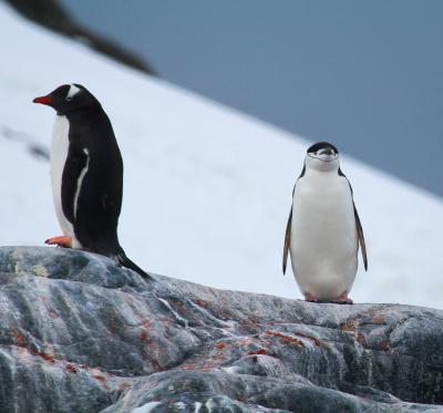 Gentoo and Chinstrap Penguins