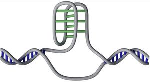 Illustration of DNA's knot-like i-motif structure