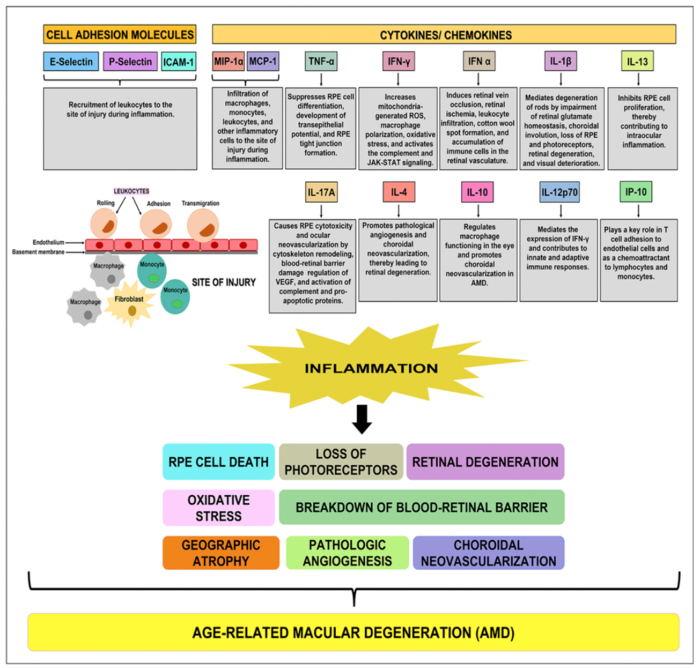 Effect of Humanin G (HNG) on inflammation in age-related macular degeneration (AMD)