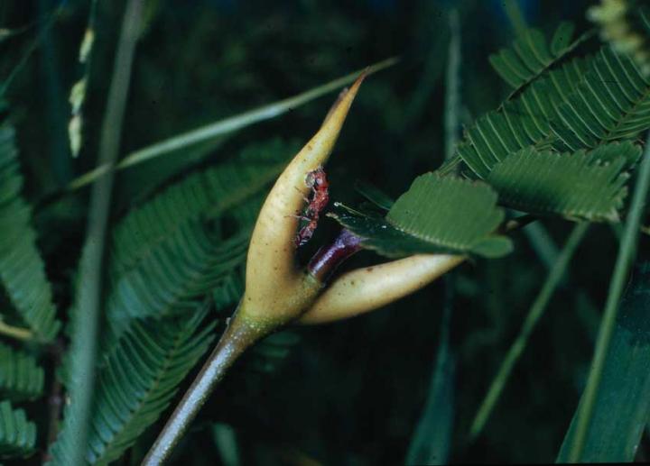 Ant-Acacia Plant Providing for a Helpful Resident