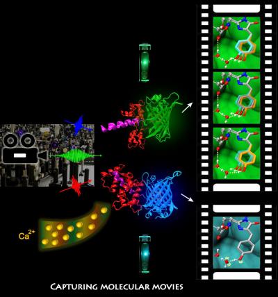 Molecular Movies