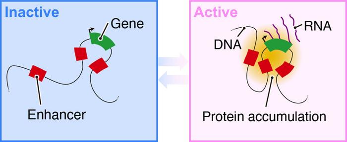 DNA structure when Nanog is in an inactive and active states