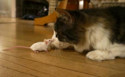 Cat vs. Mouse
