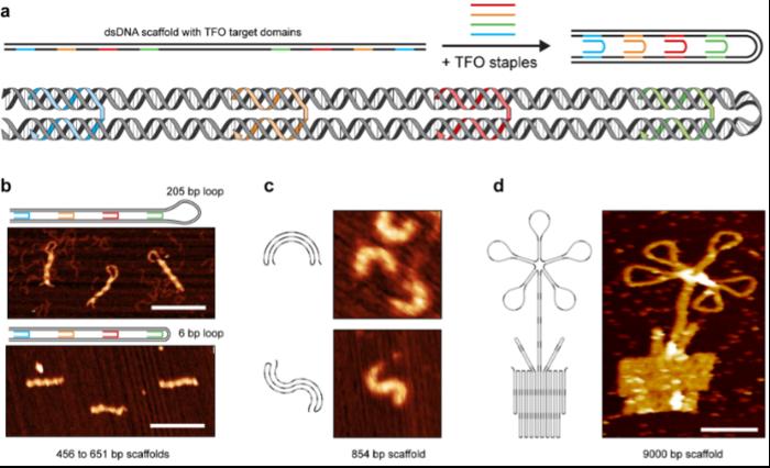 Triplex-mediated folding of dsDNA