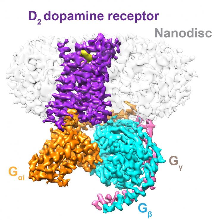 D2 dopamine receptor