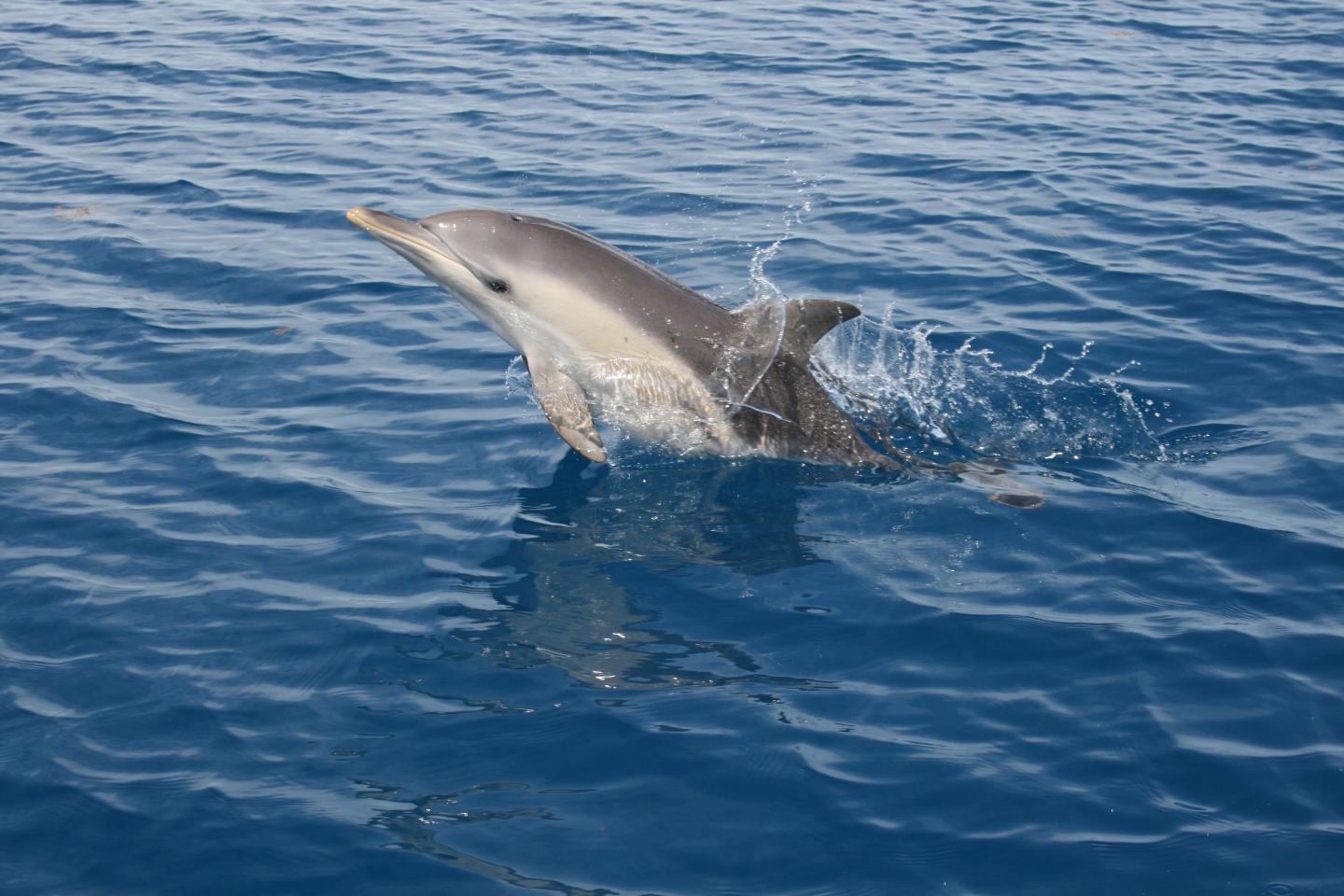 common dolphin