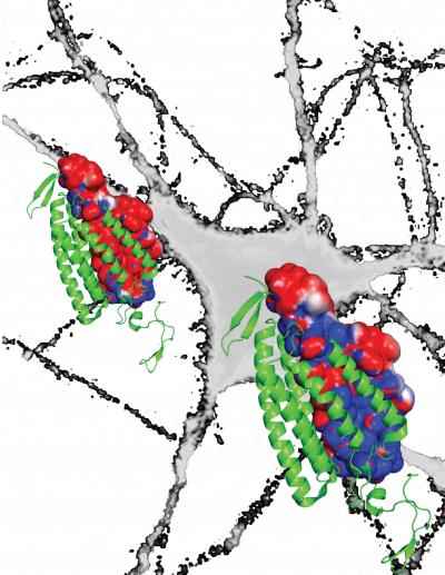 On and Off Switches for Cells