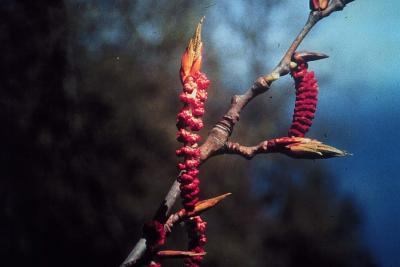Wild Type Poplar Flower Populus Trichocarpa Male Catkin
