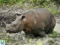 Kertam, a young male Sumatran rhinoceros from Borneo