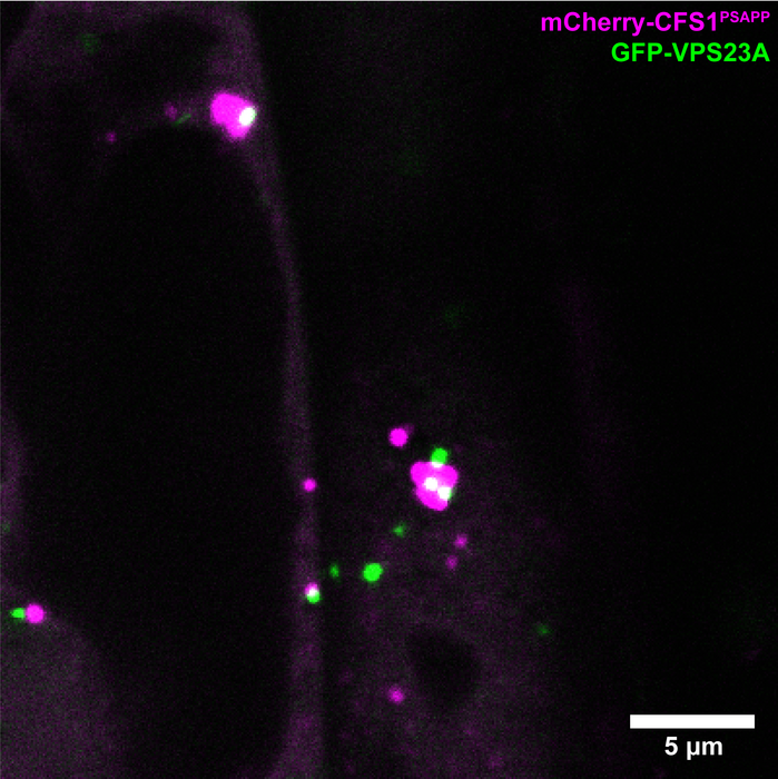 A mutation in the plant autophagy adaptor CFS1 prevents autophagosome fusion with the multivesicular bodies