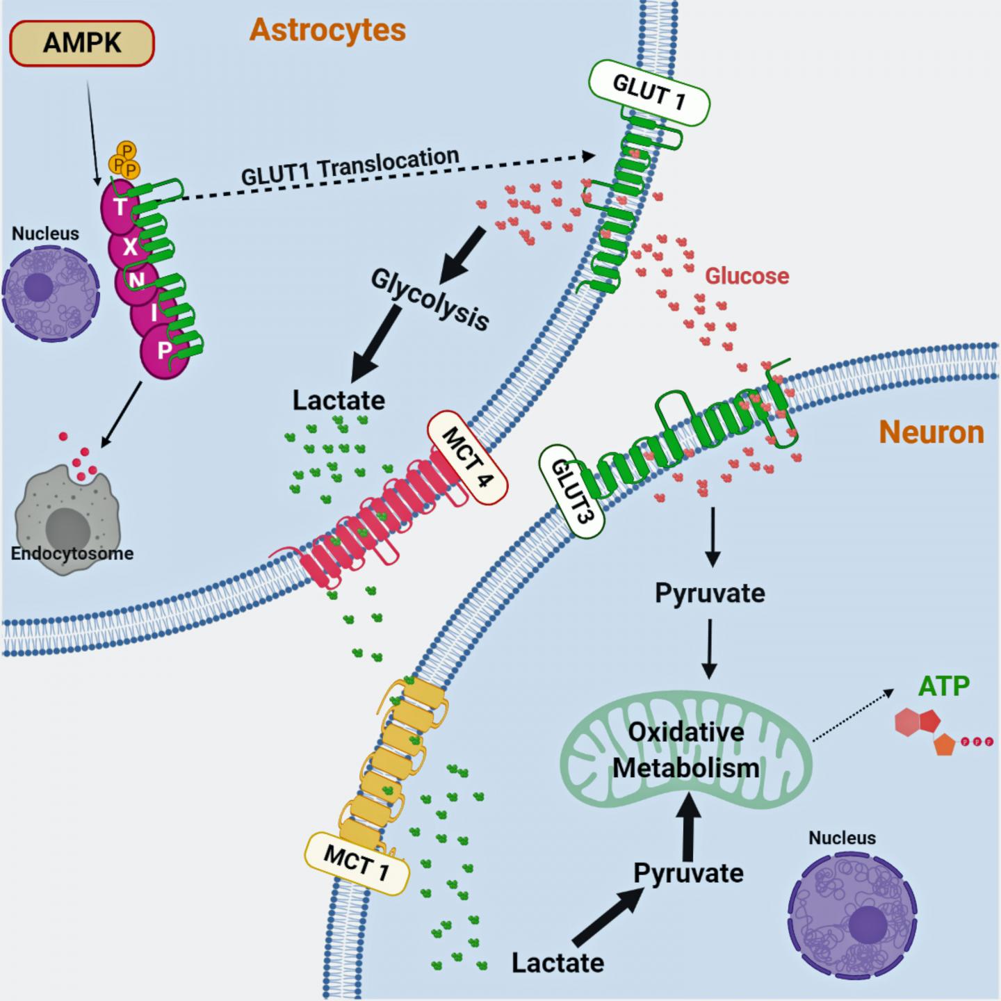 Neuronal Energy Shuttle