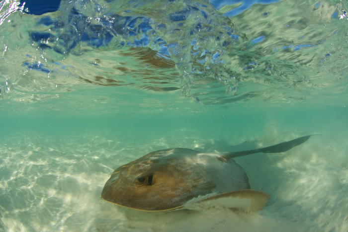 Cowtail stingray. Photo by Rainer Von Brandis | © Save Our Seas Foundation