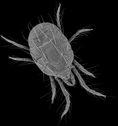 SEM Image of Two-Spotted Spider Mite