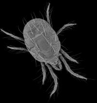 SEM Image of Two-Spotted Spider Mite