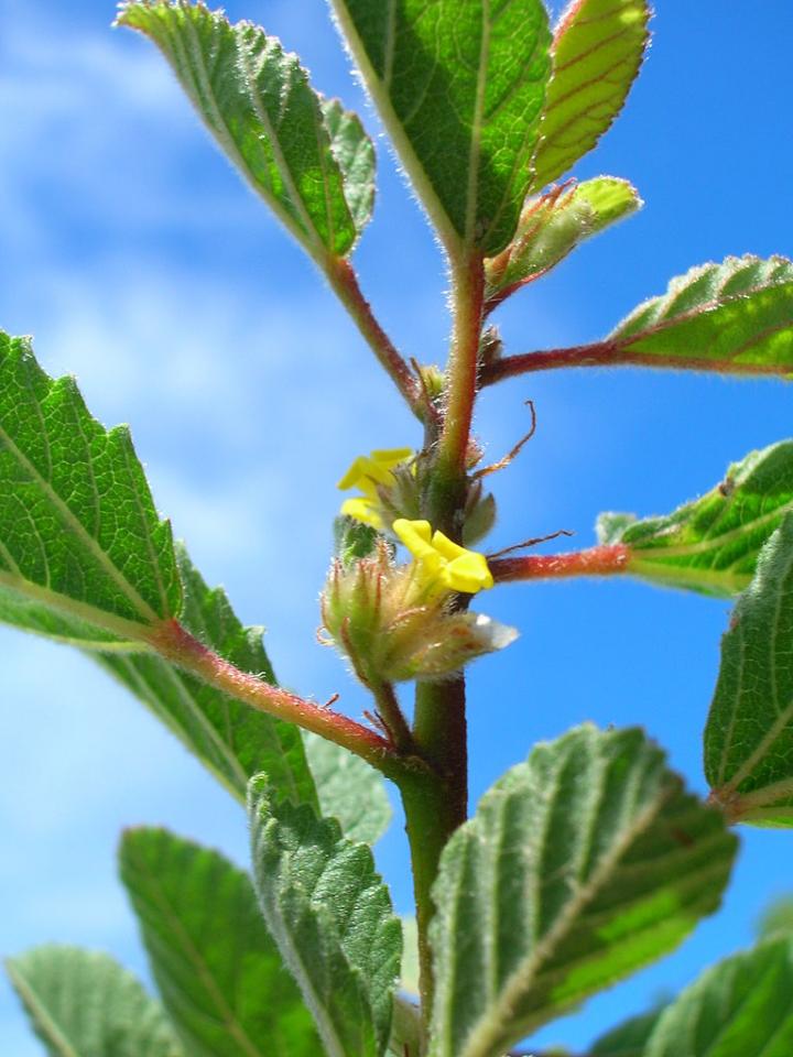 Dormancy Relief, Storage Protocols for Uhaloa Seeds