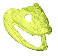 3-D Model of the Skull of <i>Acanthostega gunnari</i>