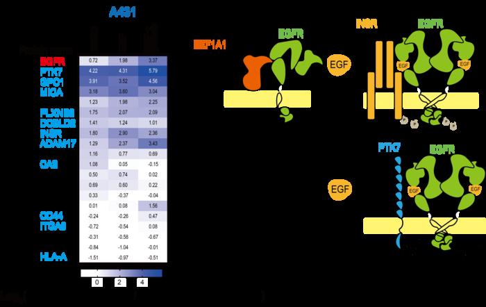 Changes in proximity labelled proteins due to binding of ligands and inhibitors to the EGFR.