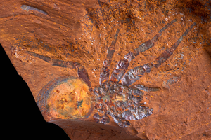 Spider fossil