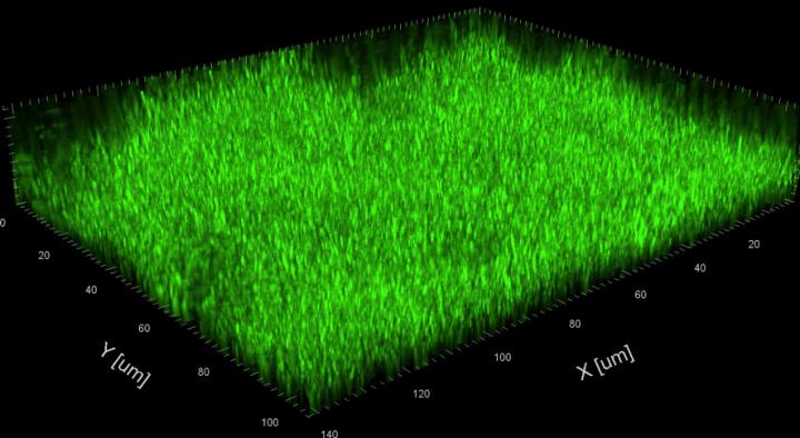 Washing Away Stubborn Biofilms Using Fungal Cleaning Products