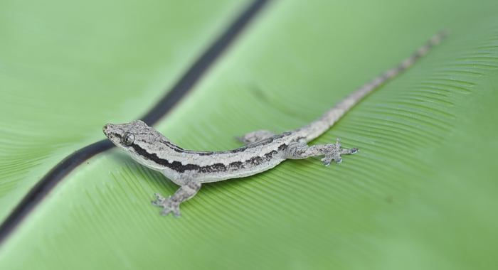 A gecko on a leaf