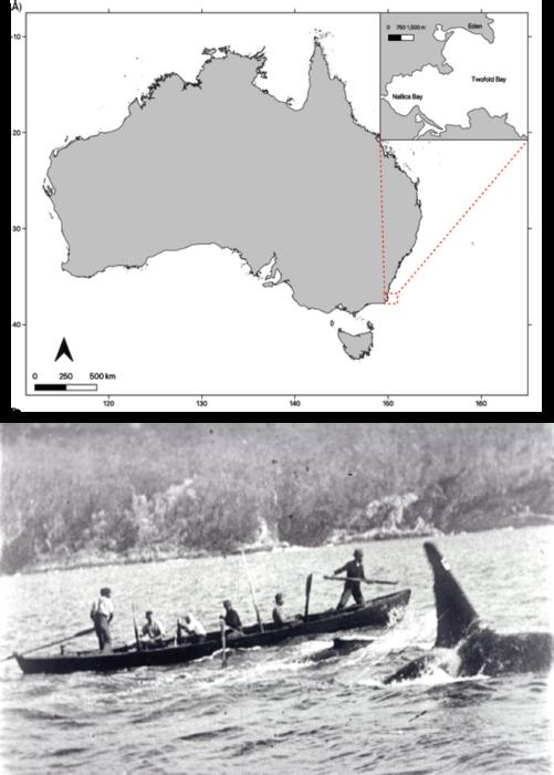 Map of Twofold Bay, NSW.