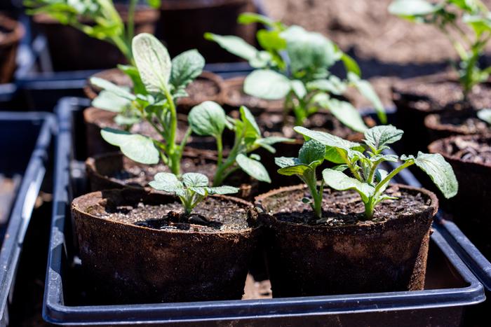 Potted potatoes