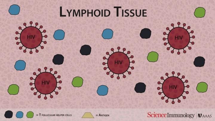 HIV Infection Impacts the Normal Function of Follicular T Cell