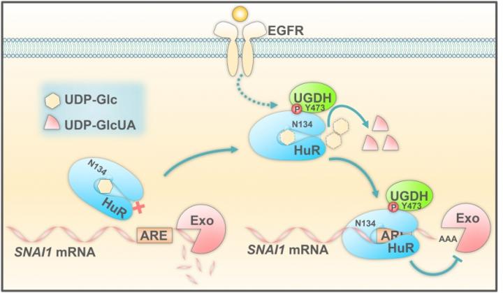 Schematic Model of the Mechanism of UGDH-Promoted Tumor Cell Migration