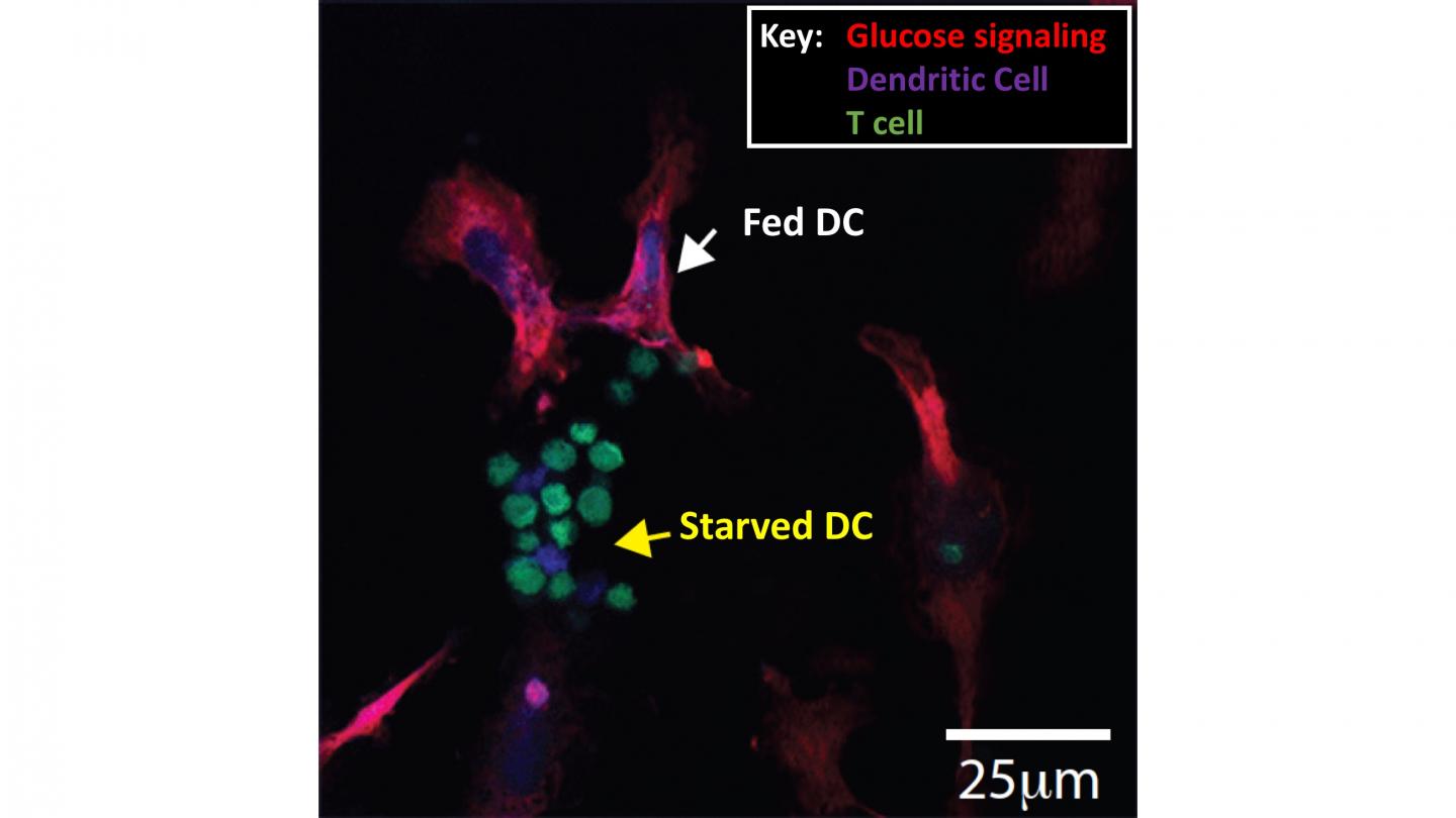 Glucose Signaling Pathway (1 of 2)