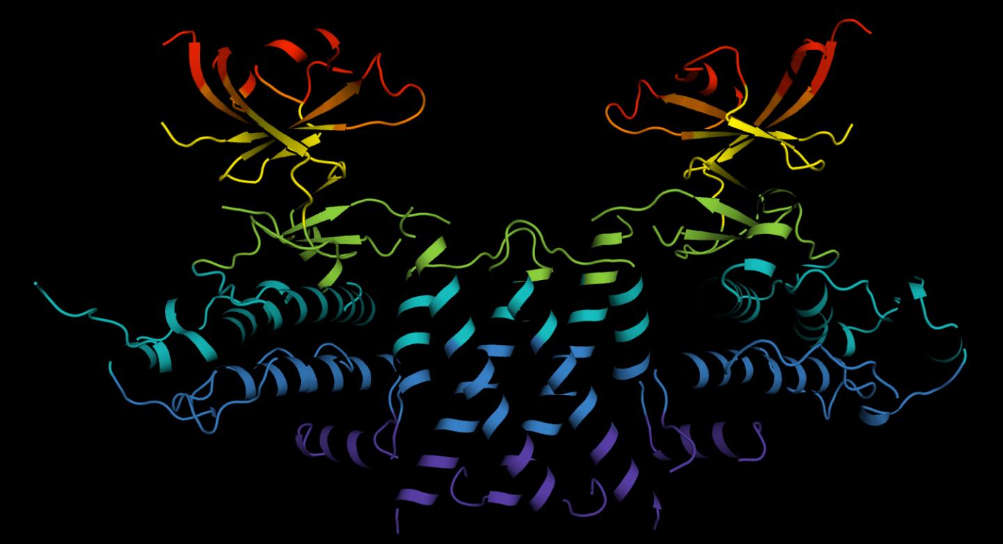 3-D Structure of Molecular Scaffold SgK223